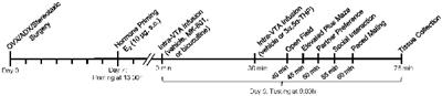 Central Actions of 3α,5α-THP Involving NMDA and GABAA Receptors Regulate Affective and Sexual Behavior of Female Rats